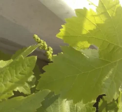 Asma Yaprağının Faydaları ve Köklü Tarihi