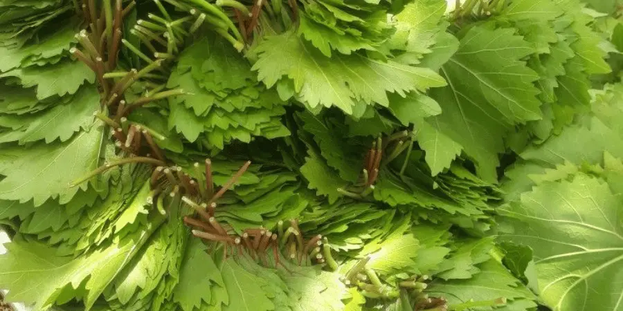 YAPRAKLARIN KAVANOZA YERLEŞTİRİLMESİ VE KRİTİK HAVA KİLİDİ