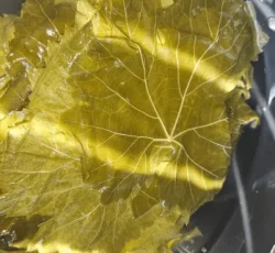 Geleneksel Metotla Evde Salamura Üzüm Yaprağı Hazırlama: Uzun Ömürlü, Lezzetli ve Güvenilir Saklama Teknikleri